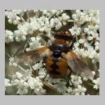 Gymnosoma sp - Raupenfliege 12.jpg